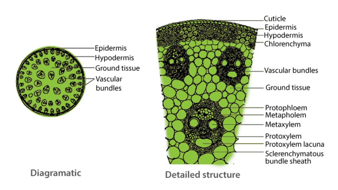 Monocot Stem Anatomy