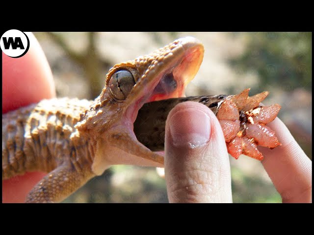 Never Take It Out of a Lizard's Mouth