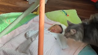 テンションが上がり赤ちゃんを踏みそうになる猫　ノルウェージャンフォレストキャット　A cat that is about to step on a baby