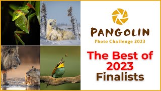 Best of 2023 Photo Challenge Finalists Revealed