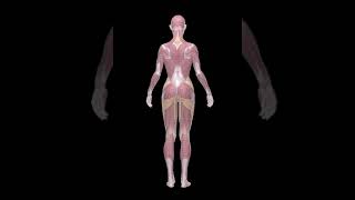 Female Anatomy Kit wire-frames