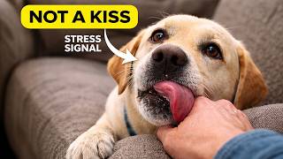 When your dog licks you, this one mistake quietly hurts them screenshot 1