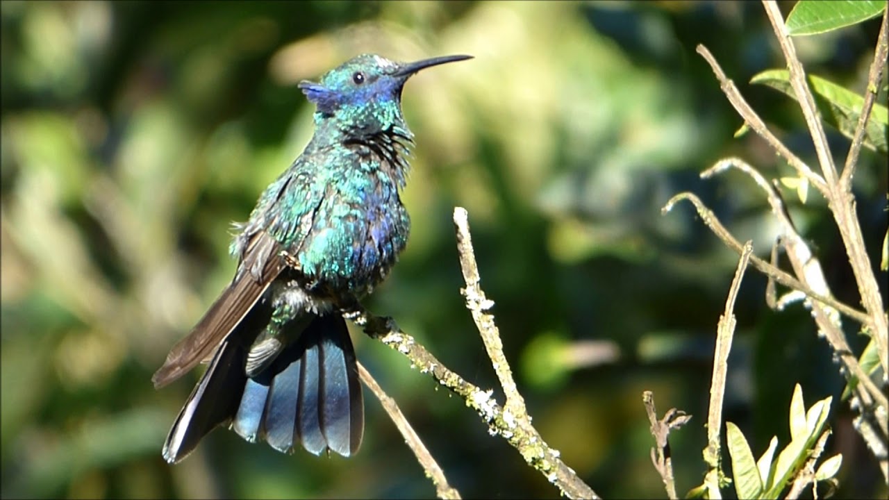 Colibri Rutilant Colibrí rutilante (Colibri coruscans) en la Hacienda San Vicente - YouTube