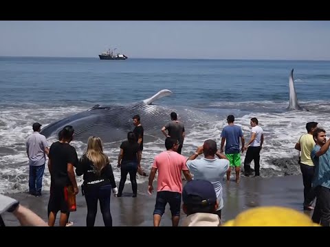 Video: Thalía And Her Gigantic Hat On The Beach