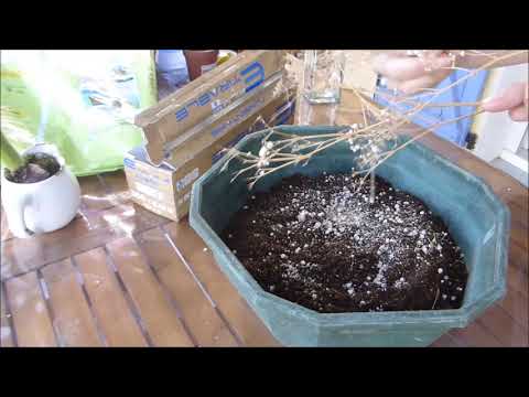Video: Cuidado del aliento del bebé cultivado en contenedor: consejos para plantar Gypsophila en una maceta