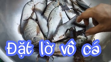 Đặt lờ vô cá thác lác