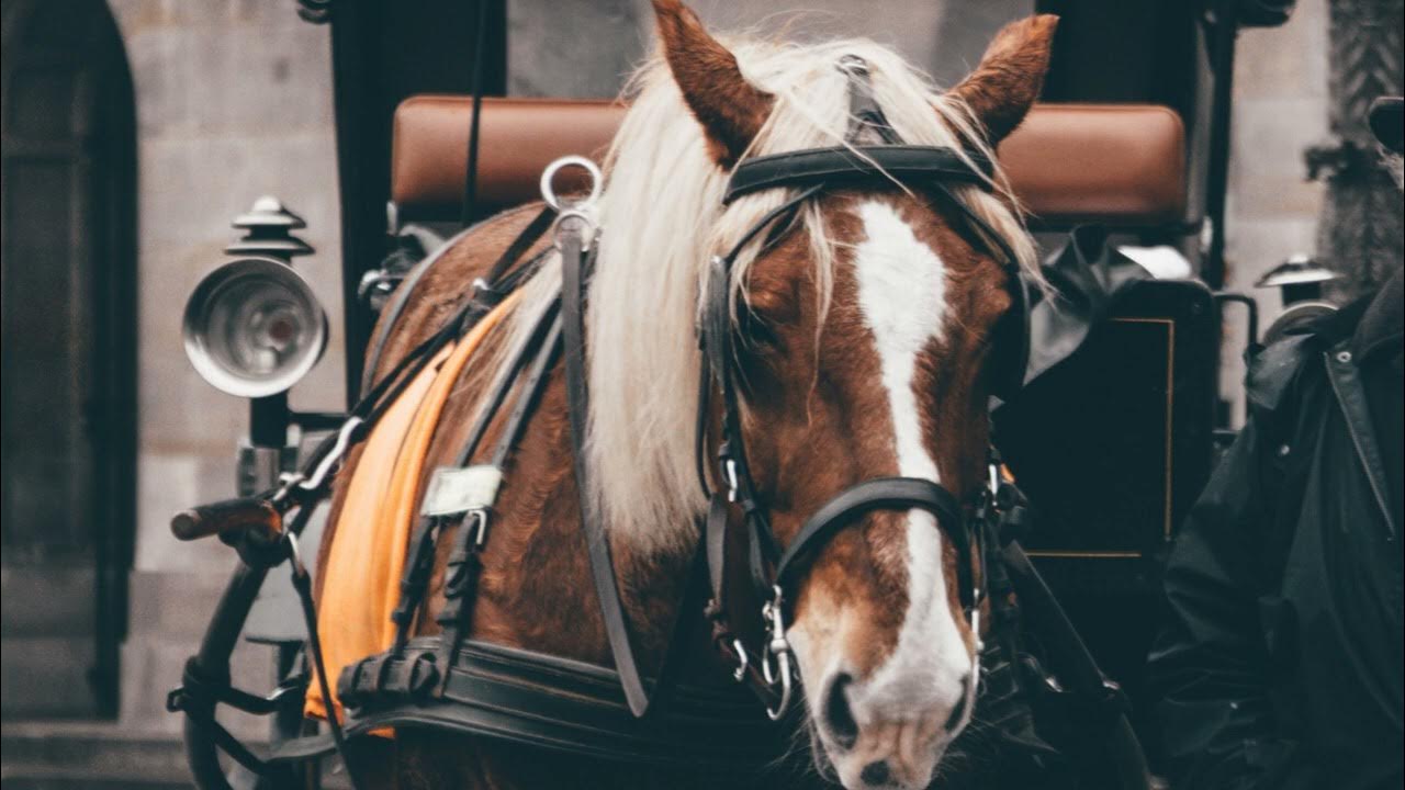 Horse Whinny Sound Effect Animal Sounds YouTube