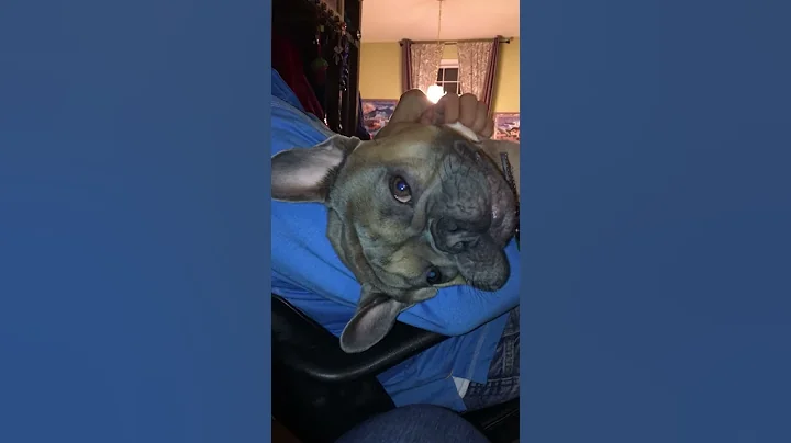 How to relax by dog.