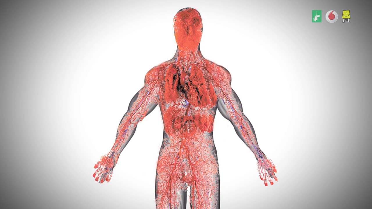 Circulatory System (Marathi) | रक्ताभिसरण संस्था