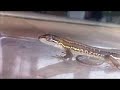 カナヘビ 瞬き