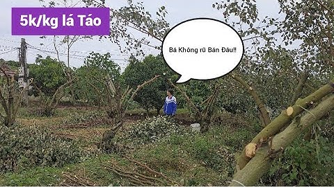 Muốn Mua Lá Táo Bắc Giang Mà Không Bá Nào Lấy Cho I Núi Đồi Lục Ngạn