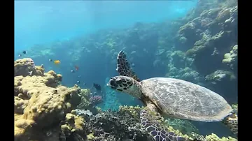 Wo kann man in Ägypten Schildkröten sehen?