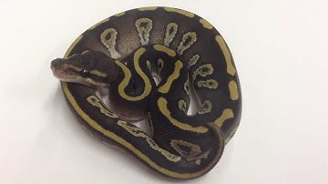 Morphs 101 - Advent Day 18 (Black Potion)