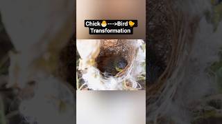 Watch a Bird Grow Inside Its Egg 🥚✨ | Incredible Time-Lapse!