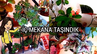 ÇiÇEKLER ŞOKKK YAŞADI‼️EVİN İÇİ SON BAHAR GİBİ🏡Yapraklar Sapsarı Oldu Ama İlk bahar ile Coşacaklar👌