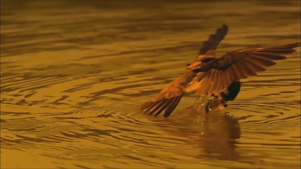 GOTT spricht zu Hiob und allen Menschen!