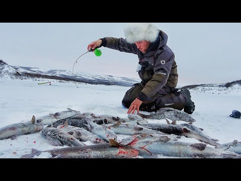 НЕРЕАЛЬНО! УТАЩИЛИ СНАСТИ и ГОРА РЫБЫ С ЛУНКИ! Рыбалка в ЗАПОЛЯРЬЕ ч.6