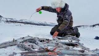 видео: НЕРЕАЛЬНО! УТАЩИЛИ СНАСТИ и ГОРА РЫБЫ С ЛУНКИ! Рыбалка в ЗАПОЛЯРЬЕ ч.6 картинка: НЕРЕАЛЬНО! УТАЩИЛИ СНАСТИ и ГОРА РЫБЫ С ЛУНКИ! Рыбалка в ЗАПОЛЯРЬЕ ч.6