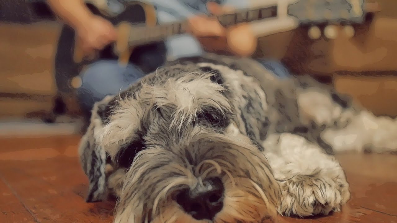 It's ok - Guitar music for sleep, relaxation, study, meditation, dog/pet