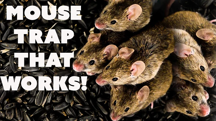 PlankyPro Walk The Plank Mouse Trap, How to Catch ...