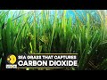 WION Climate Tracker: Underwater gardeners of Denmark plant shoots by hand | World News