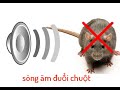 Sóng âm 20000hz đuổi chuột