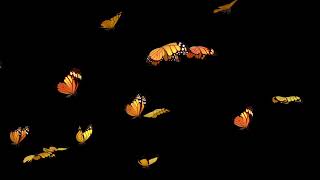 butterfly effect || butterfly background video | Blanding screen video #butterflybackgroudvideo