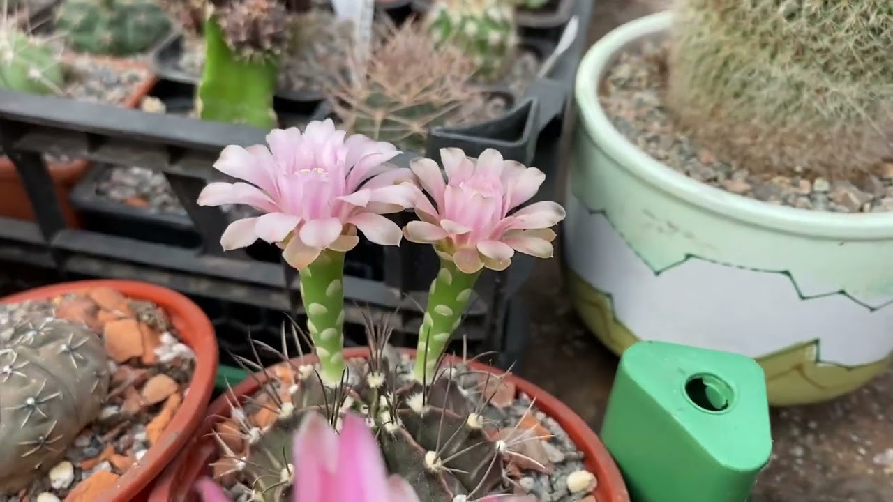 Цветение гимнокалициумов и других кактусов🌵🙃