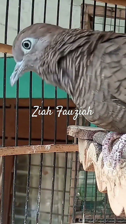 SUARA BURUNG PERKUTUT CEMANI GACOR #shorts
