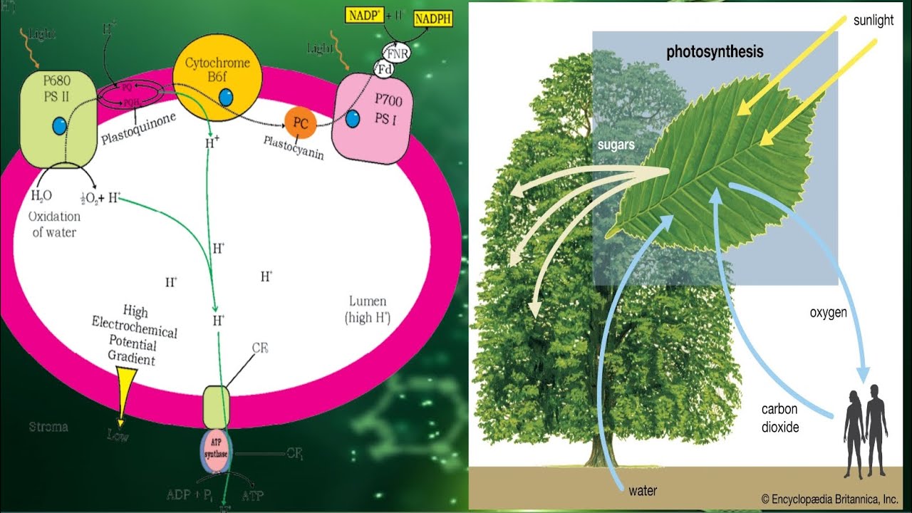 explain chemiosmotic hypothesis with diagram class 11