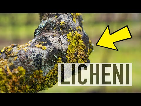 Video: Il lichene farà male al mio albero?