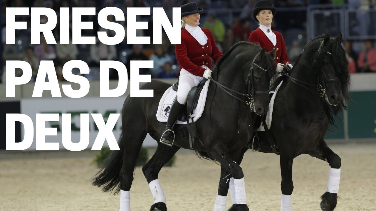 Horses | Frisian horse - the black pearl