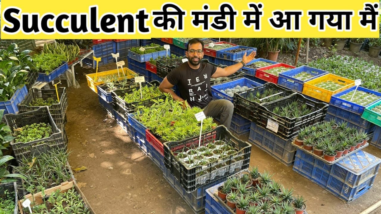 The Way To Be In The Highest 10 With Why Not Try These Out On Succulents For Sale