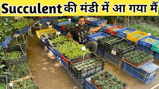 Wholesale Price Succulent Plant Rs 30  & Cheap and Best Succulent Seller