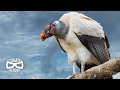 Pourquoi notre cosystme dpend des vautours i climate heroes