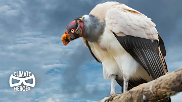 Why our Ecosystem Depends on Vultures I Climate Heroes