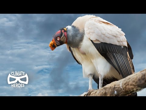 Vidéo: Combien de vautours reste-t-il en Inde ?