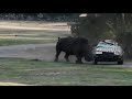 Rhinocros charge une voiture