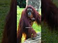野生动物的病房什么样？《看见主播》，王征带你去探访动物医院的住院部。这里没有单调的病床，没有洁白的床单，取而代之的是水池、吊床和天窗，打造贴近自然栖息地的休养环境，让野生动物快快康复。#看见主播