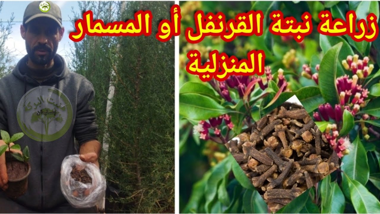 #زراعة_شجرة_القرنفل_المسمار_من_البدور في المنزل،القرنفل يعتبر دواء مسكن للآم الأسنان وطارد للحشرات.