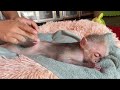 Very cute  baby monkey sinsin falls asleep when dad massages him after bathing