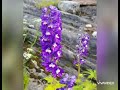 My Garden