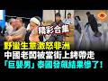 【精彩合集】野蠻生意激怒非洲，中國老闆被當街上銬帶走；中國「巨嬰男」泰國發飆，結果慘了！