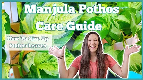 Manjula Pothos Care Guide | Basic Care | Great For Beginner Plant Parents