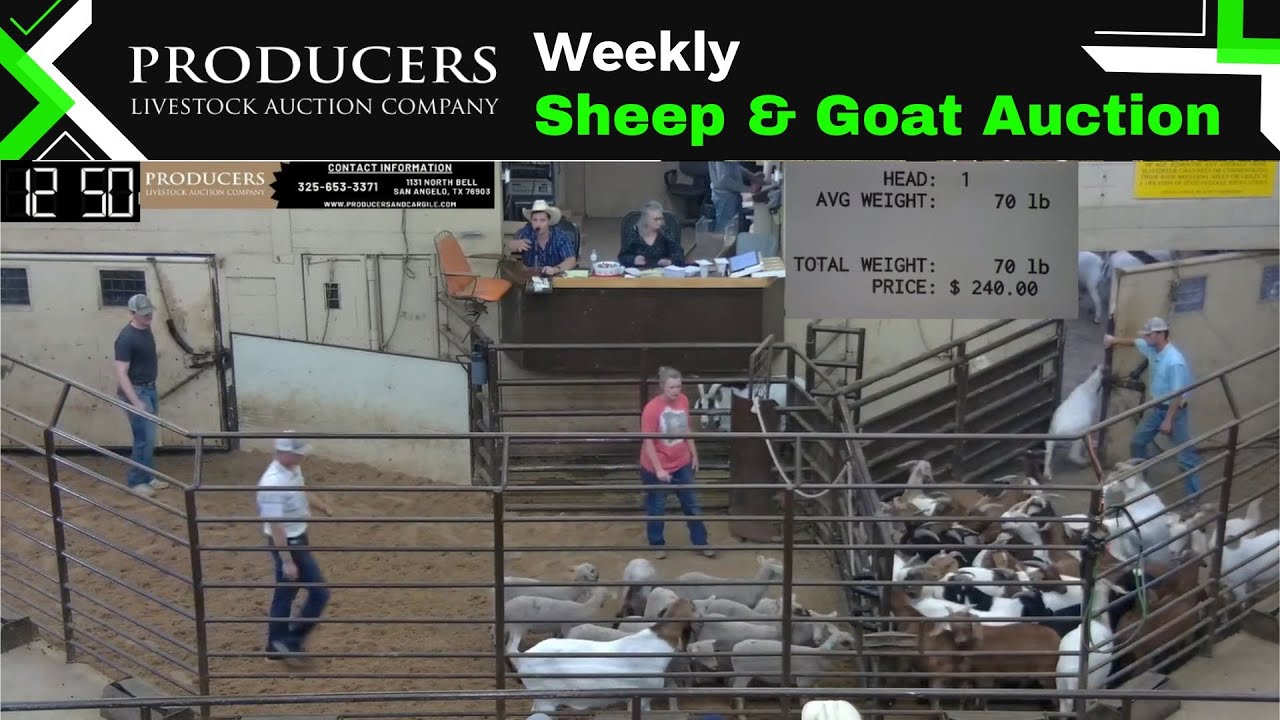 6/21/2023 Producers Livestock Auction Company Sheep & Goat Auction