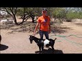 A Legend In The Making - How To Shave A Buck For A Goat Show!