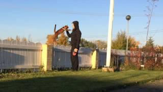 Jumping bengal cat