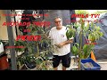 AVOCADO TREE LEAVES HAS BURNT FROM THE SUN, HOW TO DEFOLIATE AND PROMOTE NEW LEAF GROWTH PHILA TV!