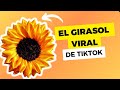 Tutorial  cmo hacer un girasol eterno de listn