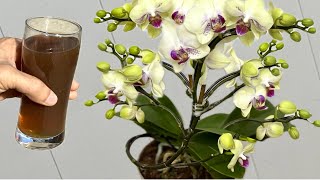 Download Lagu 1 glas per week! De orchidee krijgt ineens nieuwe wortels en bloeit het hele jaar door. MP3 Download Lagu 1 glas per week! De orchidee krijgt ineens nieuwe wortels en bloeit het hele jaar door. MP3